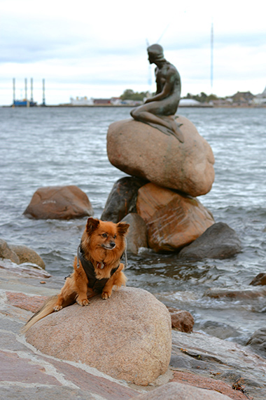 litte mermaid den lille havrue
